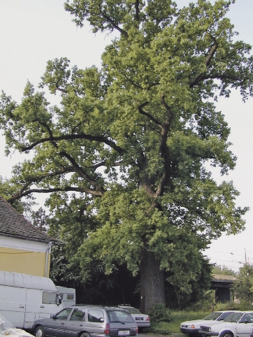 1_Baum1 Eine Chronologie des Verschwindens. Foto DORIS, Land OÖ, doris.at