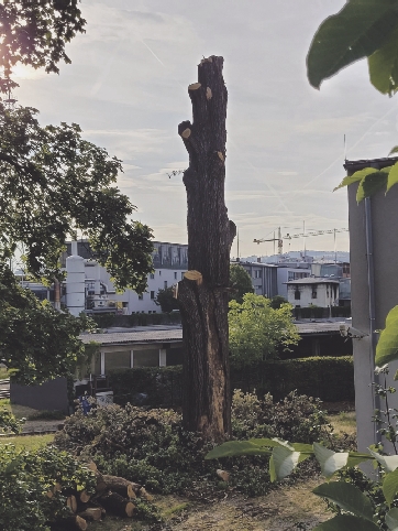 4_Baum3 Eine Chronologie des Verschwindens. Foto Christoph Wiesmayr